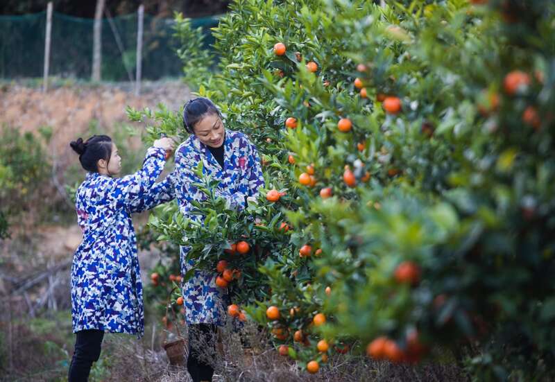
上海胸科医院黄牛代挂号电话票贩子号贩子网上预约挂号,住院检查加快,福建常口村：因“绿”而美 因“绿”而兴
