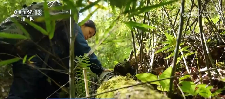 
浙江第二医院黄牛代挂号电话票贩子号贩子网上预约挂号,住院检查加快,大熊猫醉水、新面孔频现、守护“象”往的生活，看美丽中国生动写照