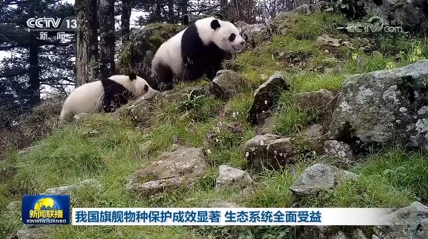 
上海瑞金医院黄牛代挂号电话票贩子号贩子网上预约挂号,住院检查加快,我国旗舰物种保护成效显著 生态系统全面受益