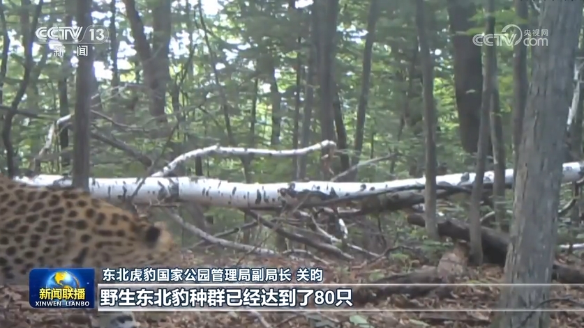 
上海瑞金医院黄牛代挂号电话票贩子号贩子网上预约挂号,住院检查加快,我国旗舰物种保护成效显著 生态系统全面受益
