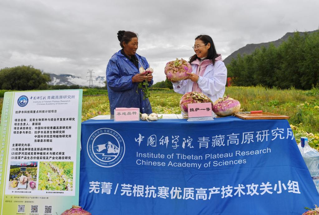 
江苏省中西医结合医院黄牛代挂号电话票贩子号贩子网上预约挂号,住院检查加快,西藏：选育优质高产芜菁品种