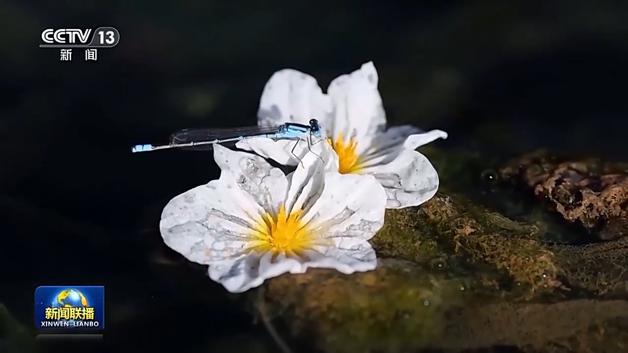 
北京同仁医院黄牛代挂号电话票贩子号贩子网上预约挂号,住院检查加快,新思想引领新征程丨洱海治理从“一湖之治”到“生态之治”