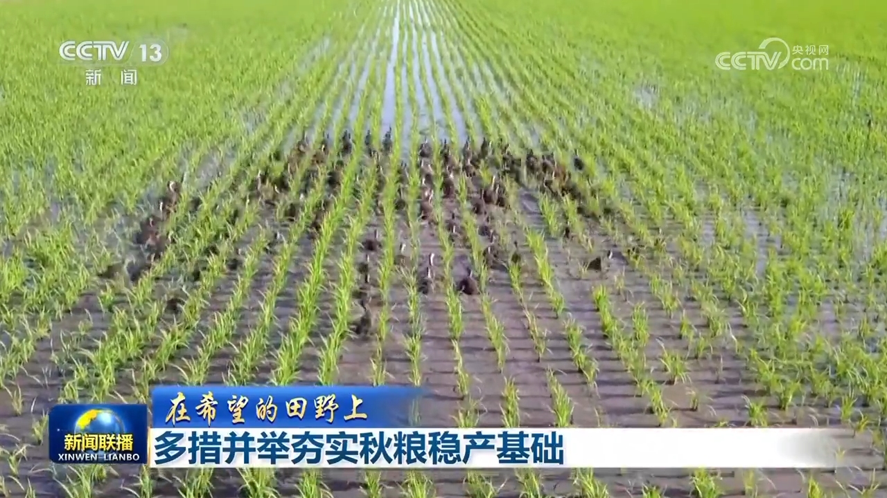 
江苏省肿瘤医院黄牛代挂号电话票贩子号贩子网上预约挂号,住院检查加快,【在希望的田野上】多措并举夯实秋粮稳产基础