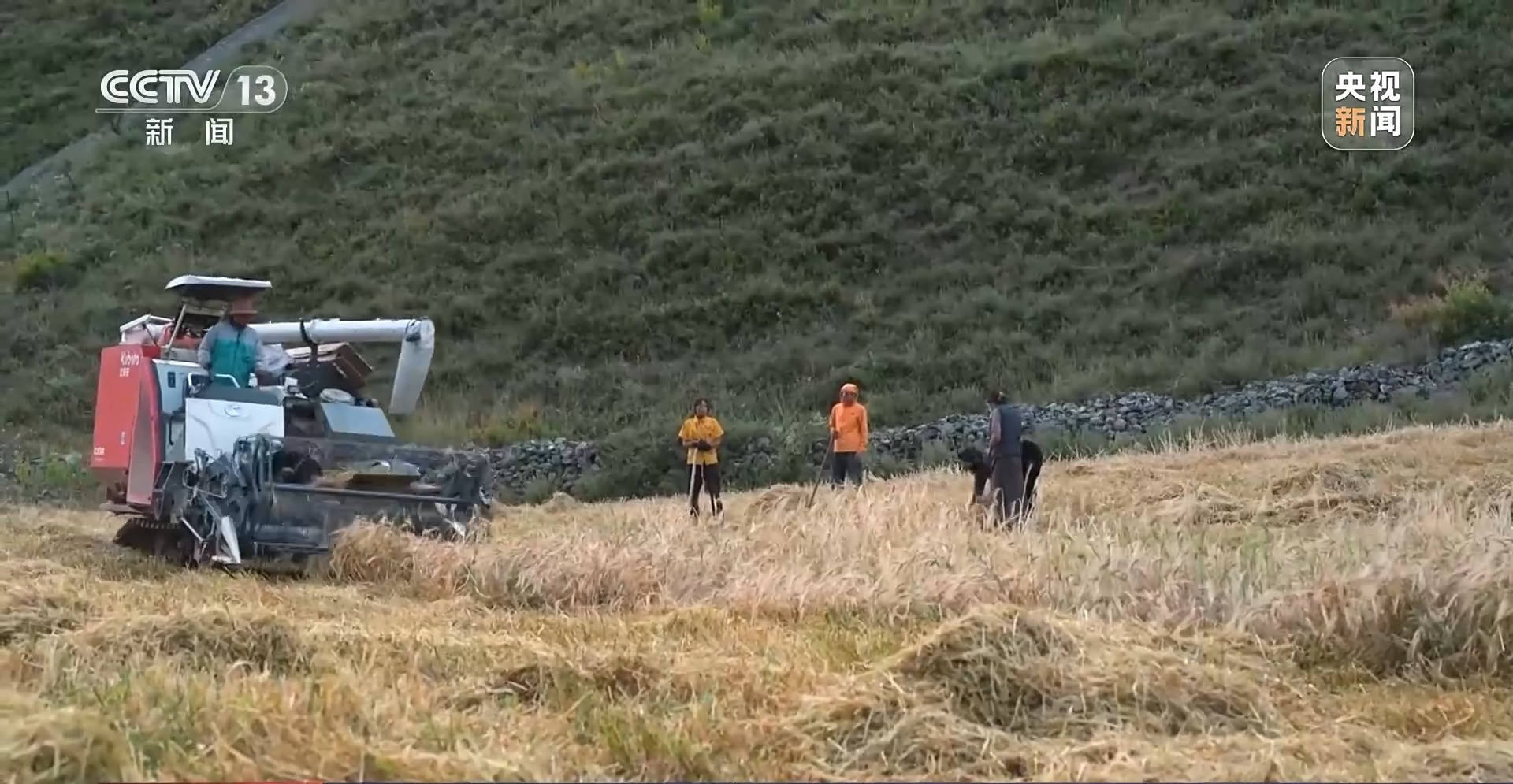 
浙江医院黄牛代挂号电话票贩子号贩子网上预约挂号,住院检查加快,新闻周刊丨青稞成熟美如画 他们一路见证丰收喜悦