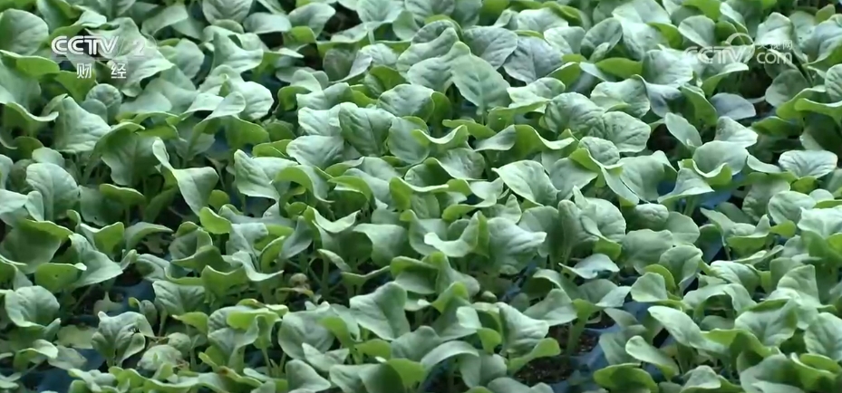 
天津眼科医院黄牛代挂号电话票贩子号贩子网上预约挂号,住院检查加快,市场供应充足 全国蔬菜价格涨幅收窄 9月以后菜价有望逐步回落