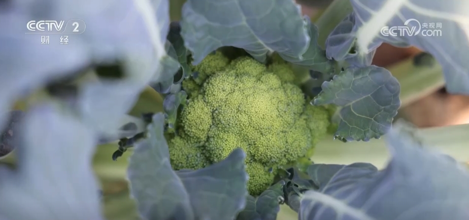 
天津眼科医院黄牛代挂号电话票贩子号贩子网上预约挂号,住院检查加快,市场供应充足 全国蔬菜价格涨幅收窄 9月以后菜价有望逐步回落