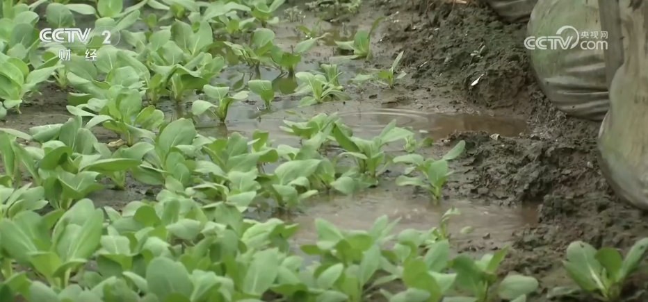
天津眼科医院黄牛代挂号电话票贩子号贩子网上预约挂号,住院检查加快,市场供应充足 全国蔬菜价格涨幅收窄 9月以后菜价有望逐步回落