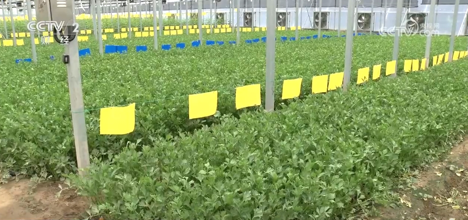 
天津眼科医院黄牛代挂号电话票贩子号贩子网上预约挂号,住院检查加快,市场供应充足 全国蔬菜价格涨幅收窄 9月以后菜价有望逐步回落