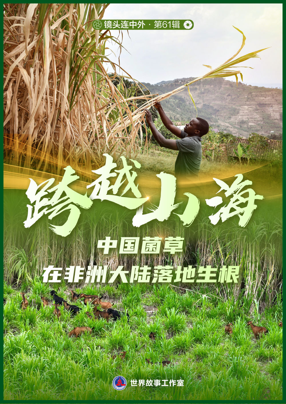 
首都医科大学附属天坛医院黄牛代挂号电话票贩子号贩子网上预约挂号,住院检查加快,镜头连中外·第61辑｜跨越山海 中国菌草在非洲大陆落地生根