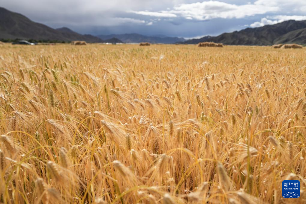 
南京军区总医院黄牛代挂号电话票贩子号贩子网上预约挂号,住院检查加快,“西藏粮仓”奏响丰收曲