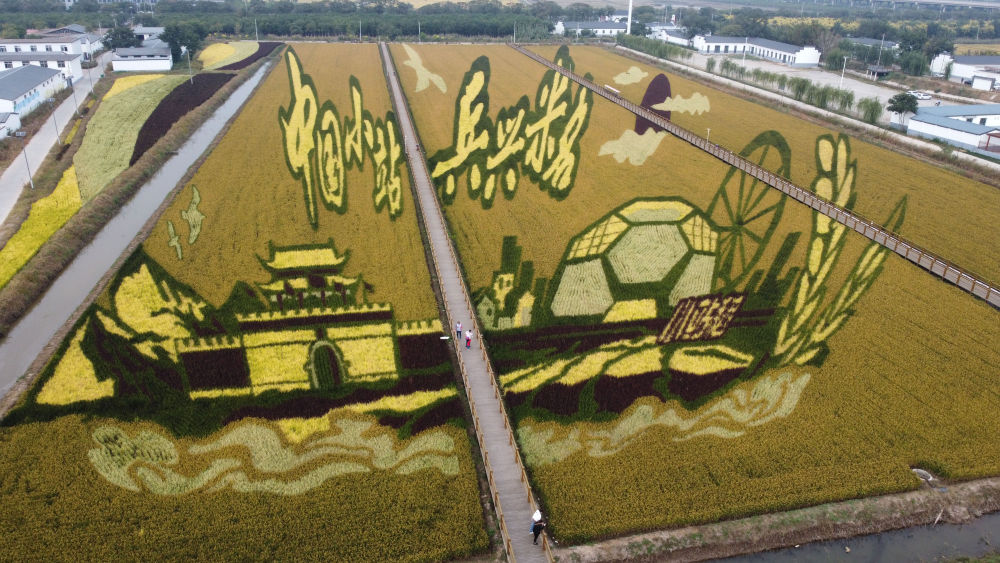 
中山大学附属第三医院黄牛代挂号电话票贩子号贩子网上预约挂号,住院检查加快,从活力看潜力｜来小站看振兴有“稻”