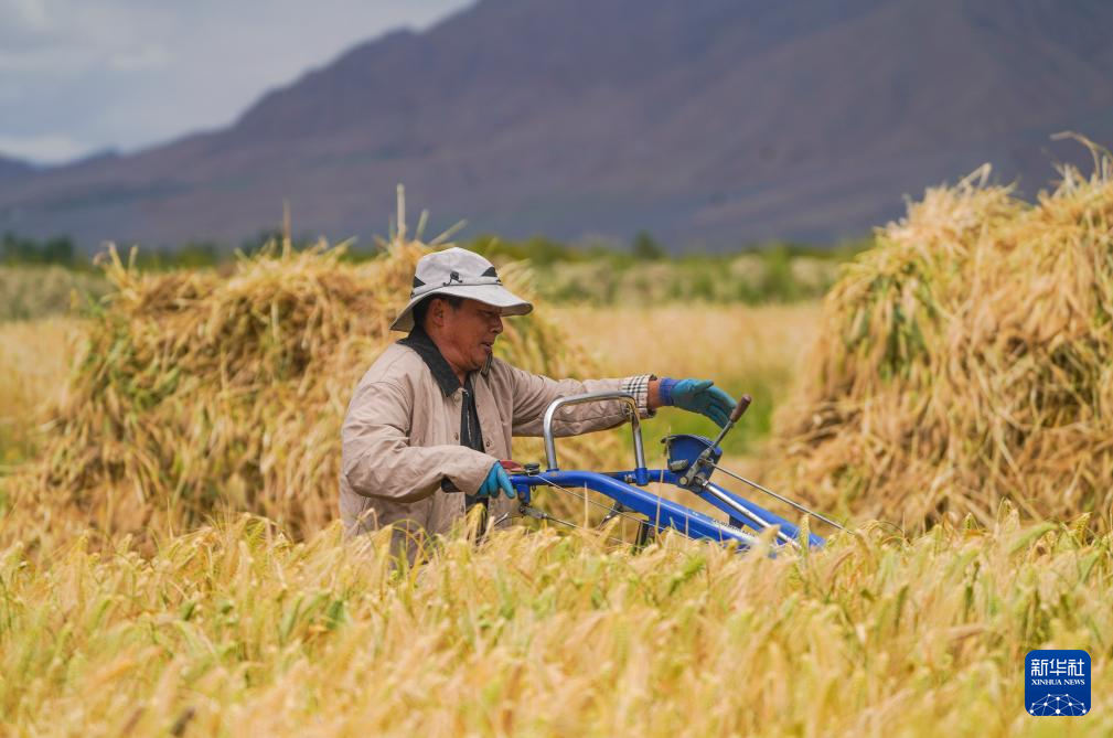 
南京军区总医院黄牛代挂号电话票贩子号贩子网上预约挂号,住院检查加快,“西藏粮仓”奏响丰收曲