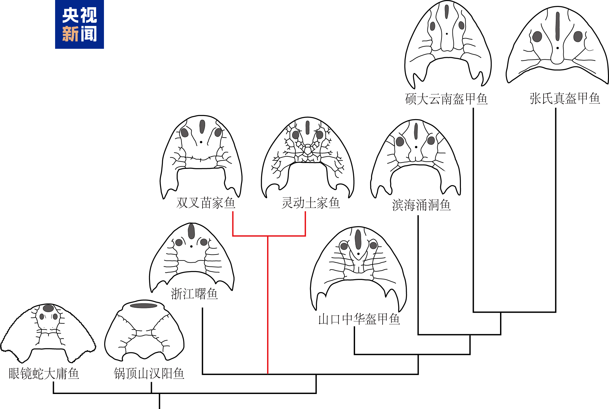 
广东省第二人民医院黄牛号贩子票贩子代网上预约代挂号电话已灭绝近4.36亿年！重庆特异埋藏化石库发现双叉苗家鱼