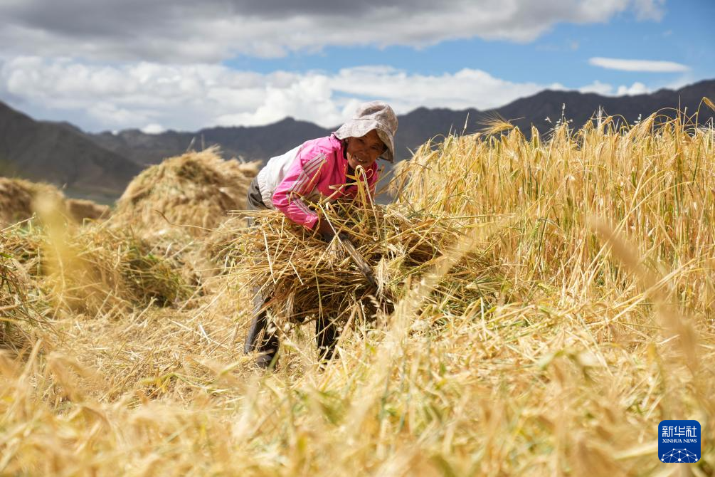 
南京军区总医院黄牛代挂号电话票贩子号贩子网上预约挂号,住院检查加快,“西藏粮仓”奏响丰收曲
