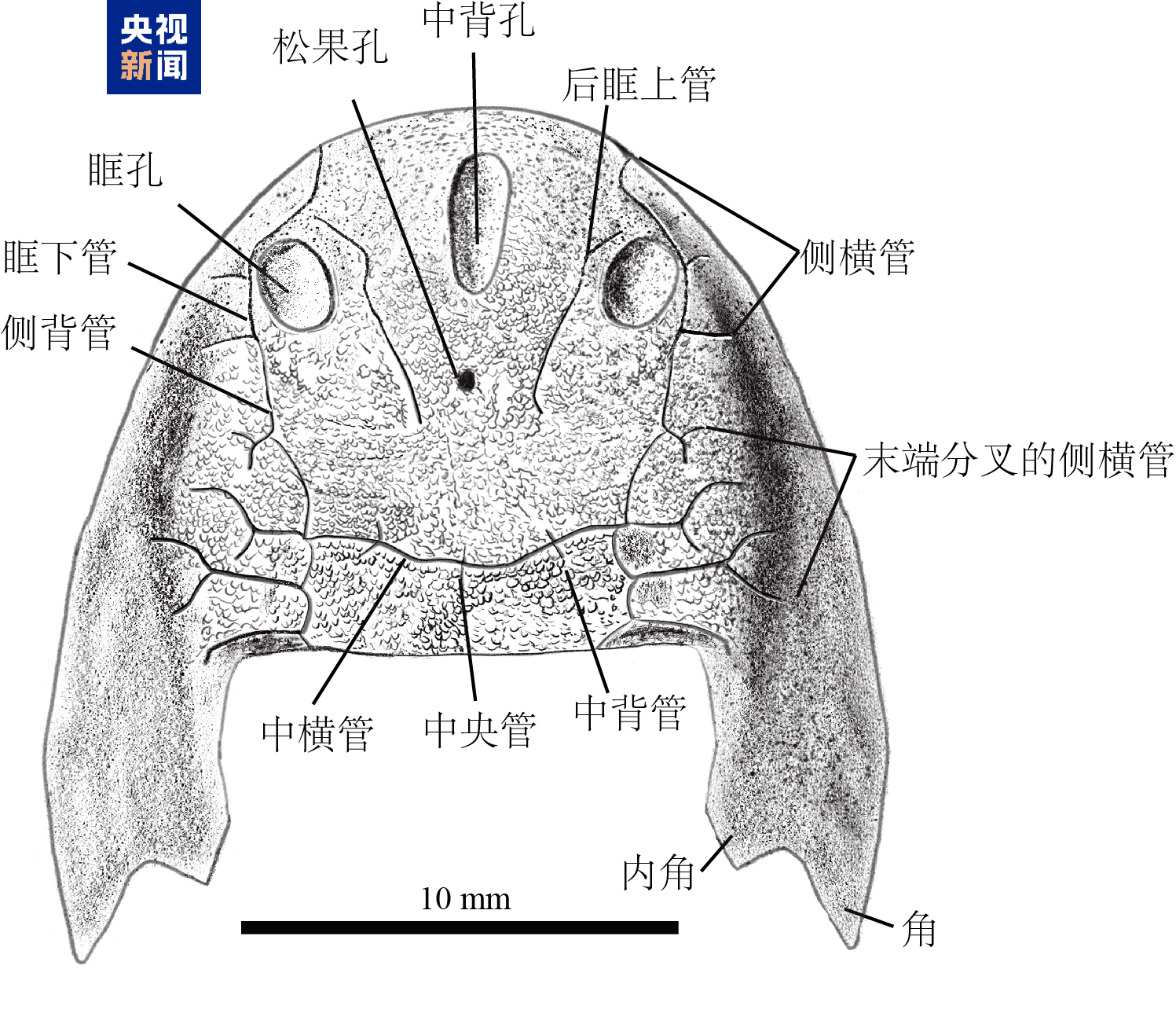 
广东省第二人民医院黄牛号贩子票贩子代网上预约代挂号电话已灭绝近4.36亿年！重庆特异埋藏化石库发现双叉苗家鱼