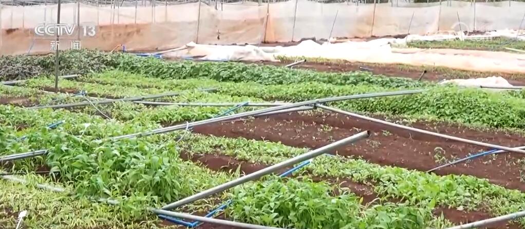 
南京中科研究所黄牛代挂号电话票贩子号贩子网上预约挂号,住院检查加快,保障市场供应、减少农户损失 科技助力台风灾后多地农业恢复生产