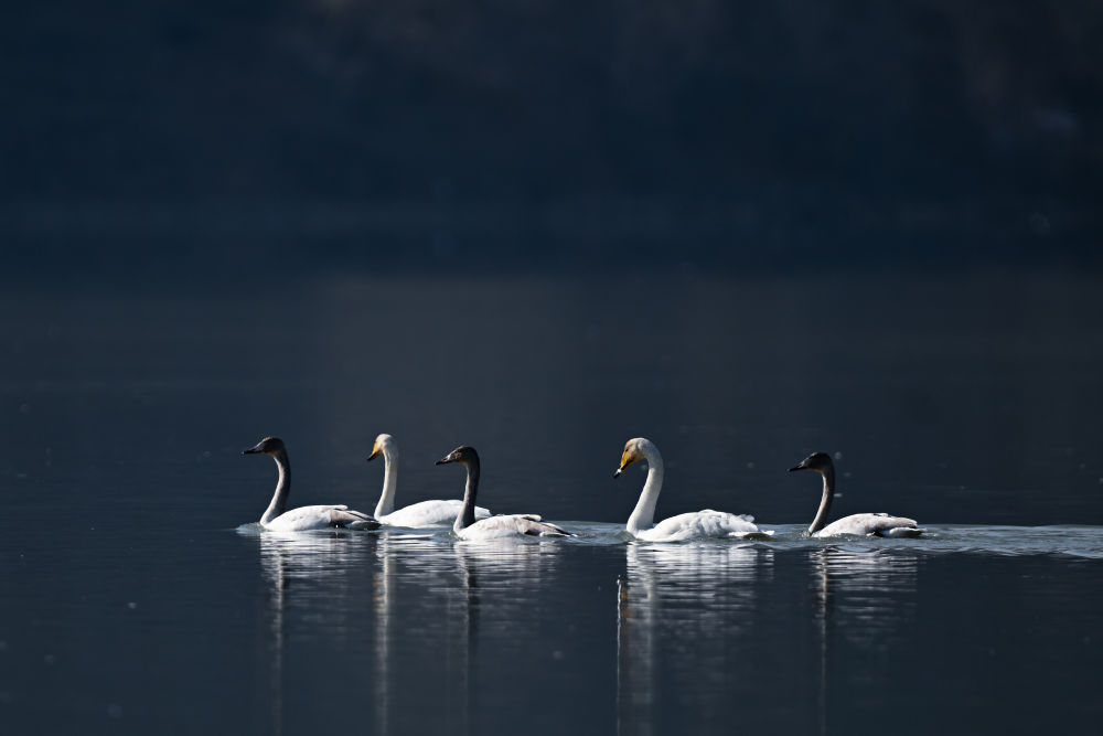 
天津肿瘤医院黄牛代挂号电话票贩子号贩子网上预约挂号,住院检查加快,镜观·领航｜三次座谈会，为了黄河永远造福中华民族