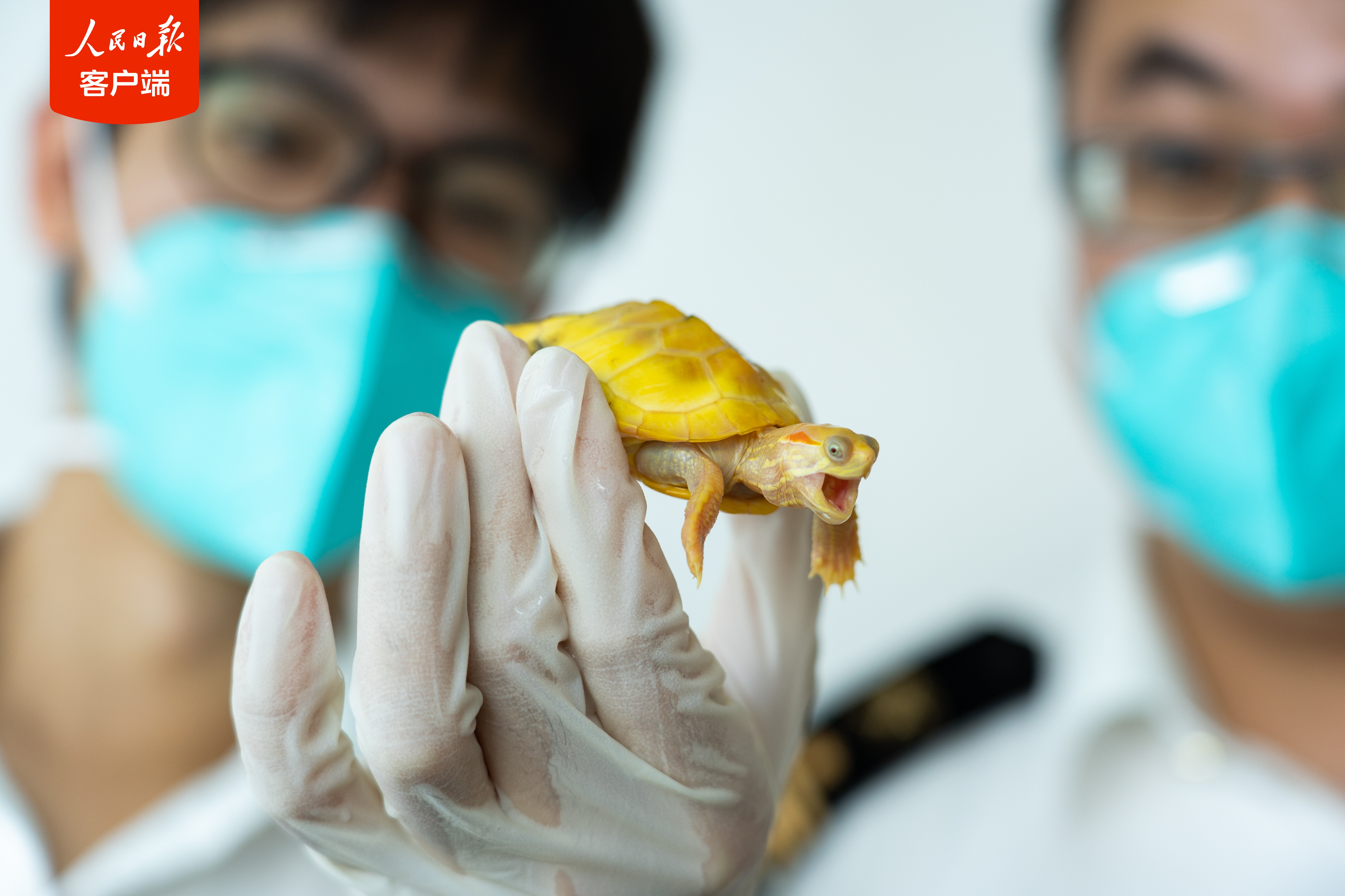 
南京眼科医院黄牛代挂号电话票贩子号贩子网上预约挂号,住院检查加快,获刑9个月 全国首例非法引进外来入侵物种案一审宣判