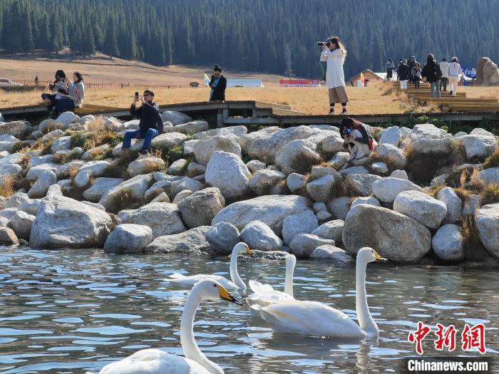 
北京协和医院黄牛代挂号电话票贩子号贩子网上预约挂号,住院检查加快,新疆赛里木湖天鹅舞 秋日风光醉游人