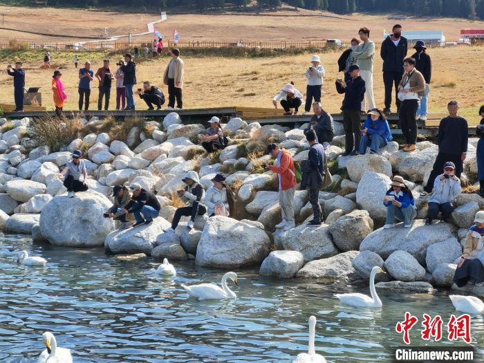 
北京协和医院黄牛代挂号电话票贩子号贩子网上预约挂号,住院检查加快,新疆赛里木湖天鹅舞 秋日风光醉游人