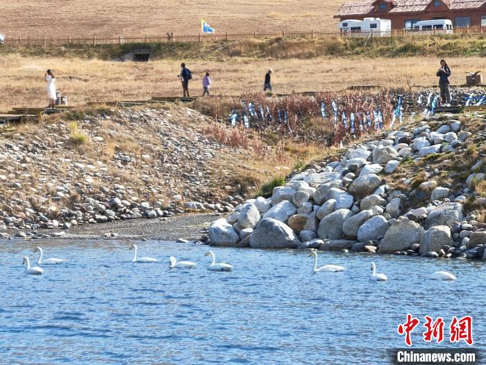 
北京协和医院黄牛代挂号电话票贩子号贩子网上预约挂号,住院检查加快,新疆赛里木湖天鹅舞 秋日风光醉游人