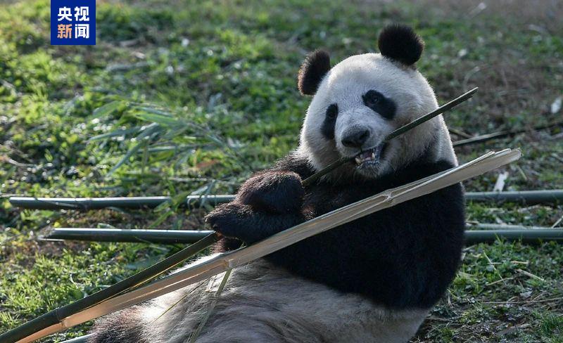 
宣武中医医院黄牛号贩子票贩子代网上预约代挂号电话旅芬大熊猫“华豹”“金宝宝”将于今年年内提前接返回国