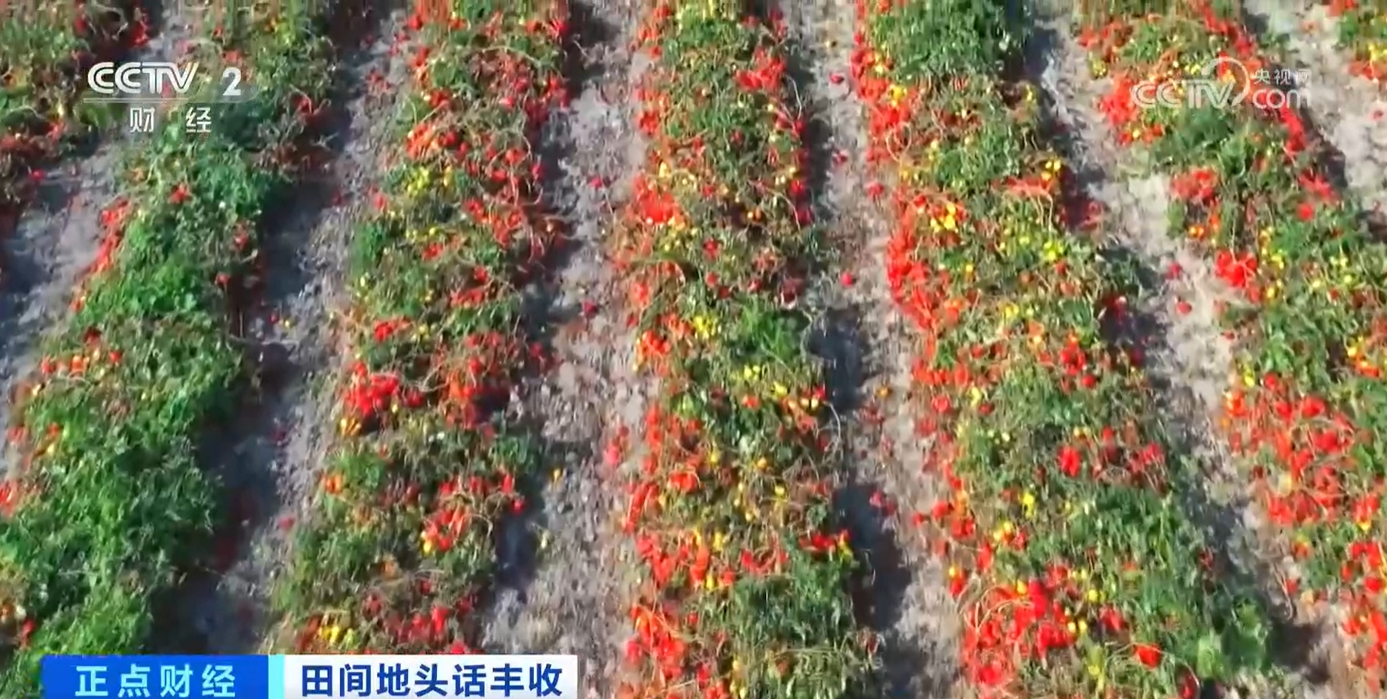 
北京中日友好医院黄牛代挂号电话票贩子号贩子网上预约挂号,住院检查加快,秋收正当时！新质生产力赋能农业生产 绘就金秋好“丰”景