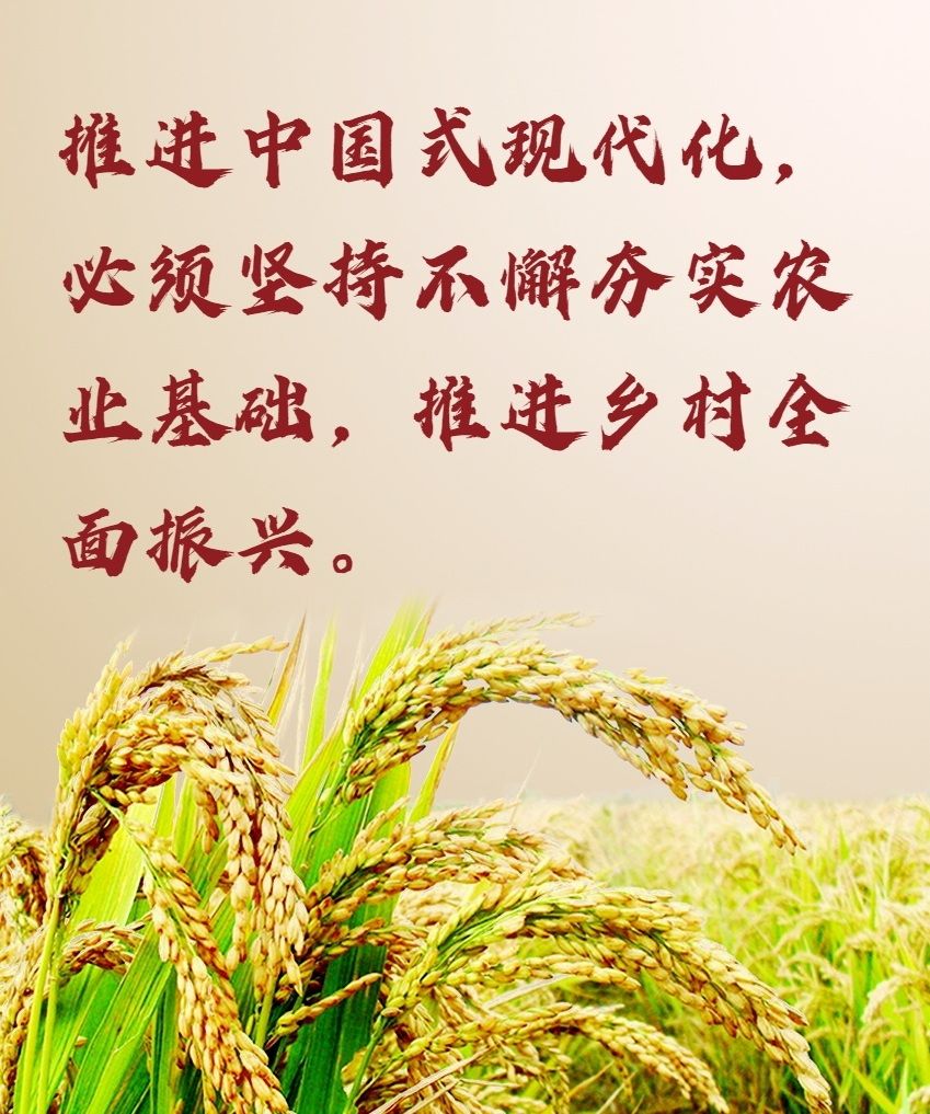 
北京中医院黄牛代挂号电话票贩子号贩子网上预约挂号,住院检查加快,镜观·回响｜永丰稻田又迎丰