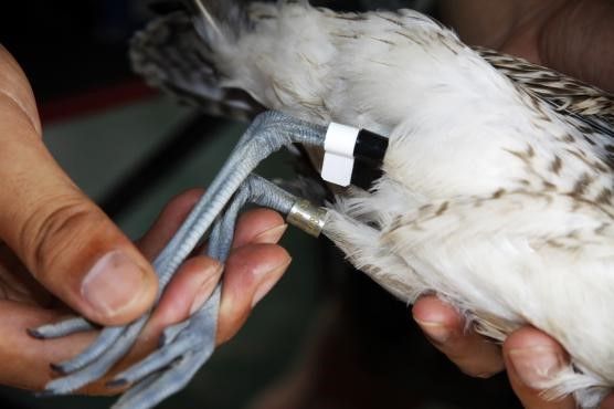 
北京妇产医院黄牛代挂号电话票贩子号贩子网上预约挂号,住院检查加快,文化中国行|崇明东滩：大都市里的候鸟驿站