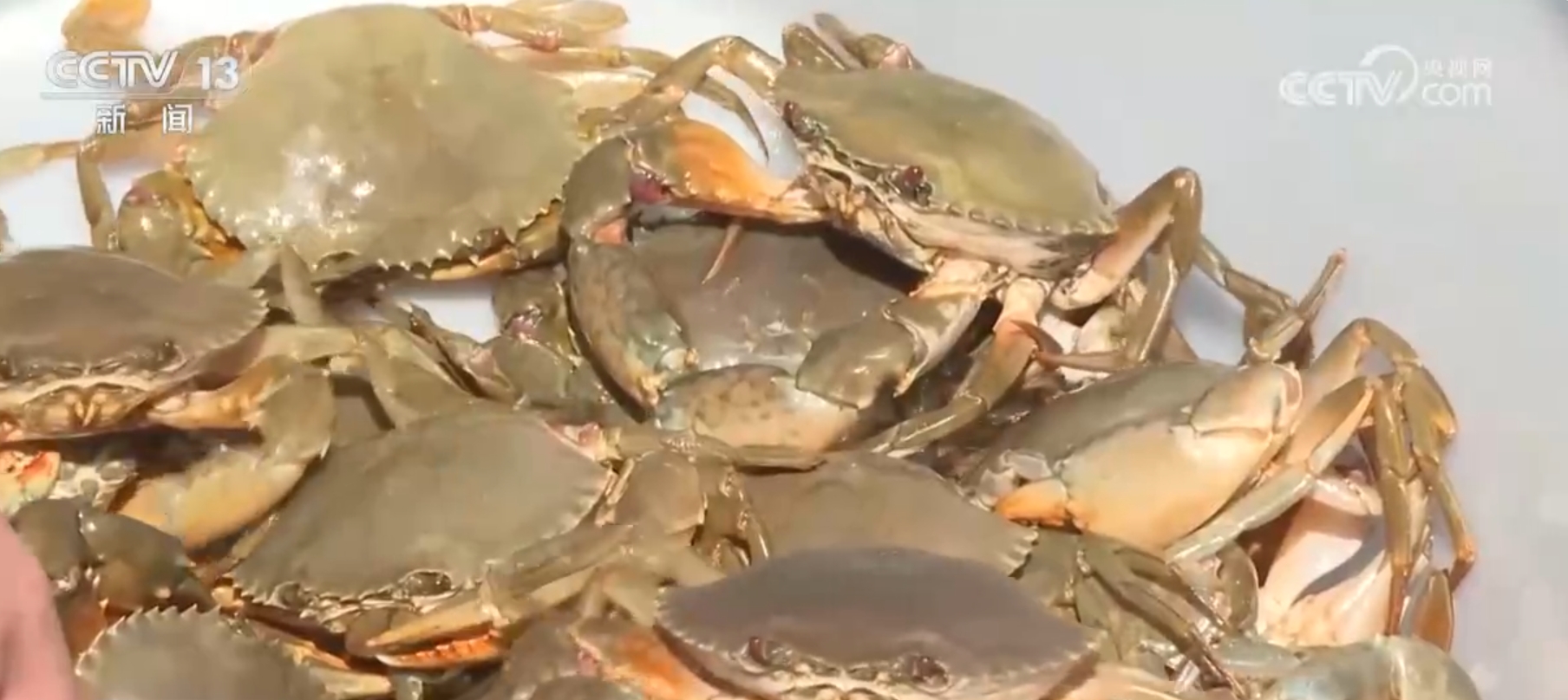 
中国中医科学院眼科医院黄牛代挂号电话票贩子号贩子网上预约挂号,住院检查加快,神奇！新疆塔克拉玛干沙漠盐碱水域成功养殖青蟹