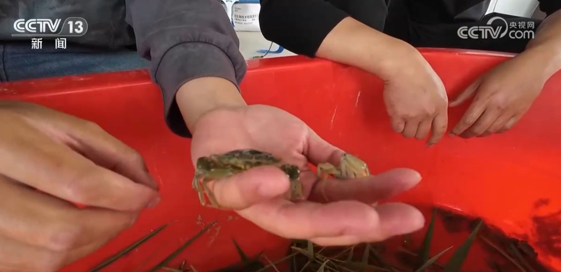 
中国中医科学院眼科医院黄牛代挂号电话票贩子号贩子网上预约挂号,住院检查加快,神奇！新疆塔克拉玛干沙漠盐碱水域成功养殖青蟹