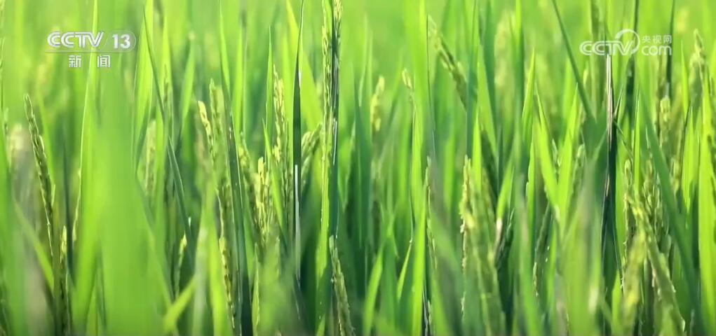 
西安各大医院黄牛代挂号电话票贩子号贩子网上预约挂号,住院检查加快,强化科技支撑 各地多举措夯实秋粮稳产丰产基础