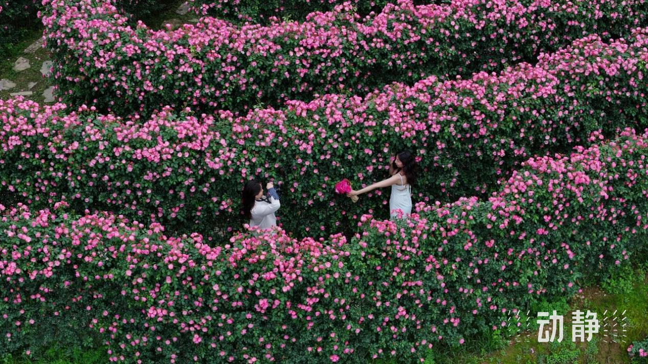 
广州中医院黄牛代挂号电话票贩子号贩子网上预约挂号,住院检查加快,同处北纬25度，黔台交融“一家亲”