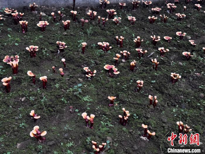 
南京脑科医院黄牛代挂号电话票贩子号贩子网上预约挂号,住院检查加快,西藏山南：奋力绘就现代化边境幸福村美丽新画卷