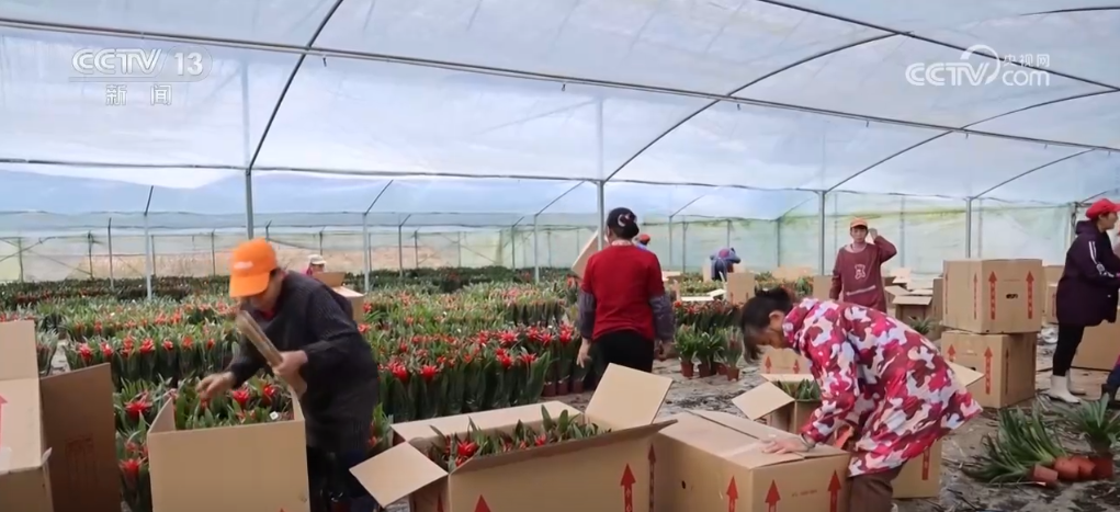 江苏省第二中医院黄牛代挂号电话票贩子号贩子网上预约挂号,住院检查加快,鲜花经济“热气”升腾 各地供销两旺热热闹闹迎新年