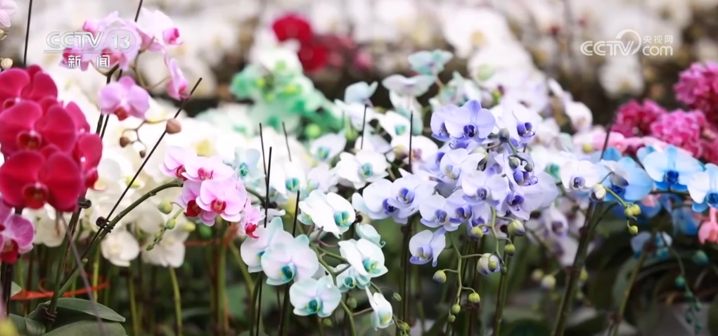 江苏省第二中医院黄牛代挂号电话票贩子号贩子网上预约挂号,住院检查加快,鲜花经济“热气”升腾 各地供销两旺热热闹闹迎新年