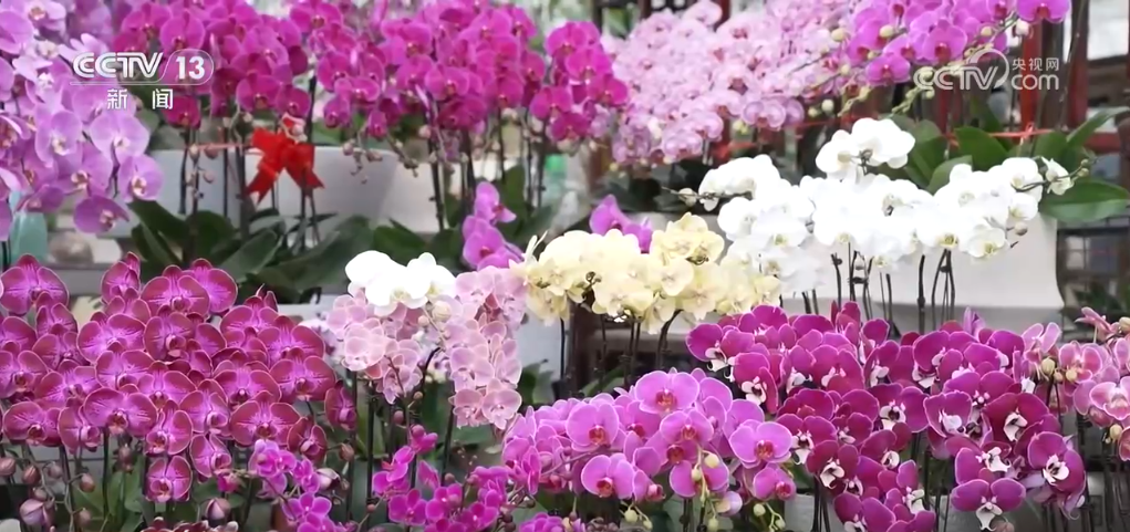 江苏省第二中医院黄牛代挂号电话票贩子号贩子网上预约挂号,住院检查加快,鲜花经济“热气”升腾 各地供销两旺热热闹闹迎新年