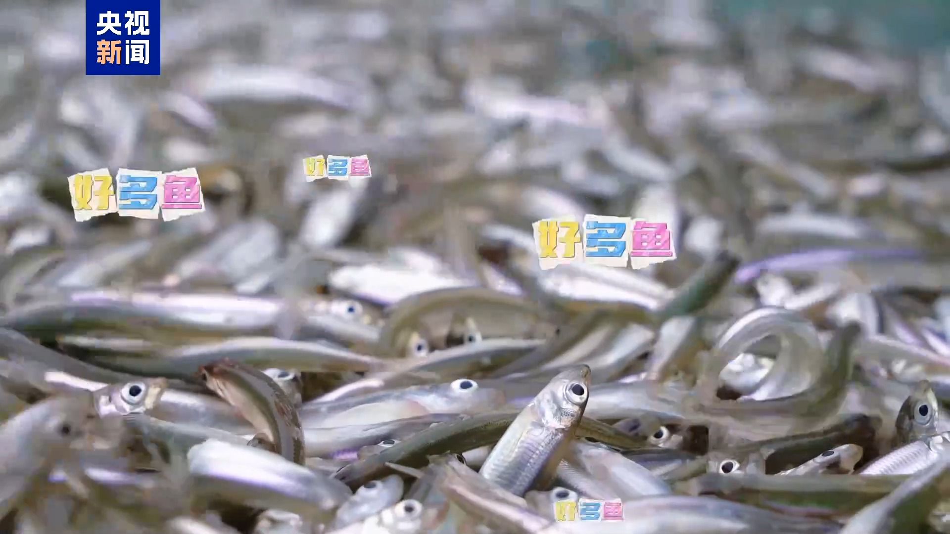 
西安西京医院黄牛代挂号电话票贩子号贩子网上预约挂号,住院检查加快,来新疆博斯腾湖 一起解锁池沼公鱼冰湖捕捞