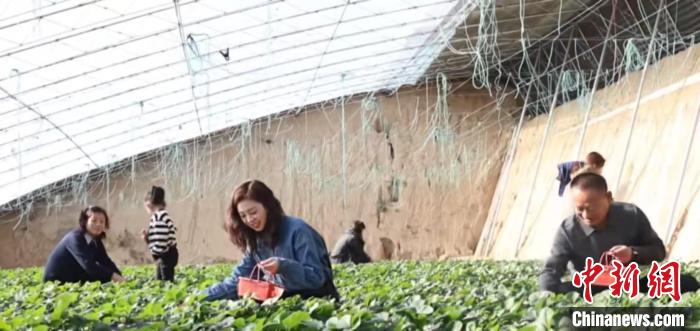 
杭州市富阳中医骨伤医院黄牛代挂号电话票贩子号贩子网上预约挂号,住院检查加快,（乡村行·看振兴）山西柳林：冬日里的小“莓”好