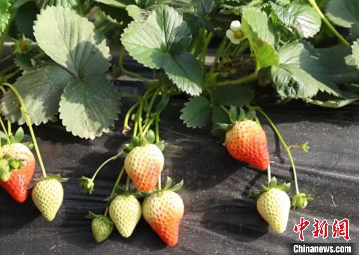 
杭州市富阳中医骨伤医院黄牛代挂号电话票贩子号贩子网上预约挂号,住院检查加快,（乡村行·看振兴）山西柳林：冬日里的小“莓”好