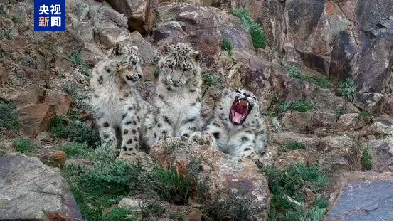 
中山大学附属第三医院黄牛代挂号电话票贩子号贩子网上预约挂号,住院检查加快,36万平方公里 我国首次完成区域大规模雪豹种群评估