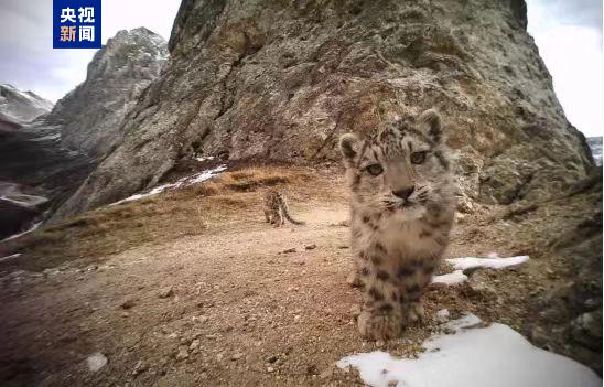 
中山大学附属第三医院黄牛代挂号电话票贩子号贩子网上预约挂号,住院检查加快,36万平方公里 我国首次完成区域大规模雪豹种群评估