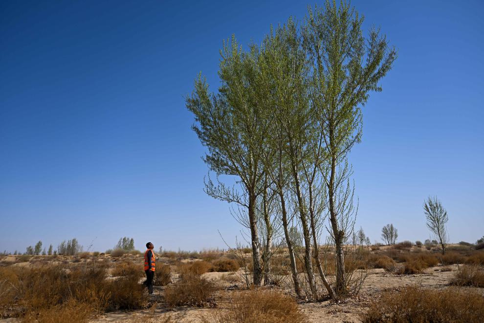 
上海胸科医院黄牛代挂号电话票贩子号贩子网上预约挂号,住院检查加快,解锁中国北部沙漠“绿进沙退”的密码