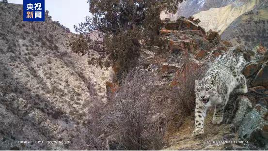 
中山大学附属第三医院黄牛代挂号电话票贩子号贩子网上预约挂号,住院检查加快,36万平方公里 我国首次完成区域大规模雪豹种群评估