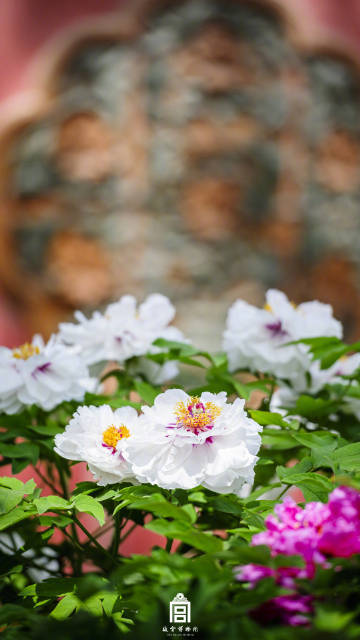 
上海儿童医院黄牛代挂号电话票贩子号贩子网上预约挂号,住院检查加快,春节遇上“国色天香” 看看年宵花里的“中式美学”