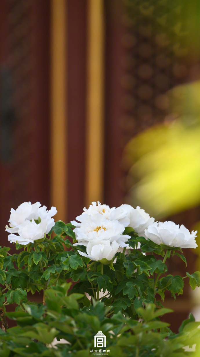 
上海儿童医院黄牛代挂号电话票贩子号贩子网上预约挂号,住院检查加快,春节遇上“国色天香” 看看年宵花里的“中式美学”