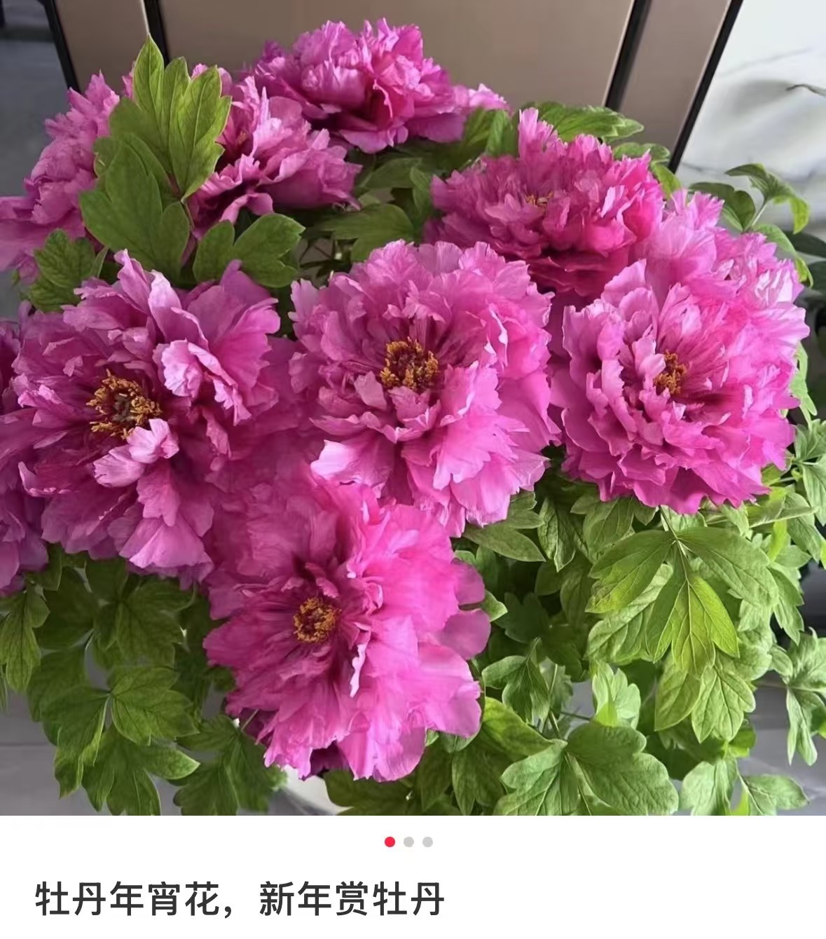 
上海儿童医院黄牛代挂号电话票贩子号贩子网上预约挂号,住院检查加快,春节遇上“国色天香” 看看年宵花里的“中式美学”