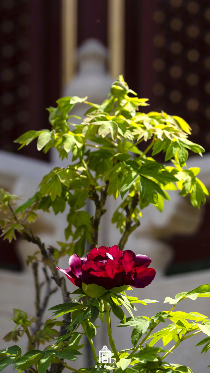 
上海儿童医院黄牛代挂号电话票贩子号贩子网上预约挂号,住院检查加快,春节遇上“国色天香” 看看年宵花里的“中式美学”