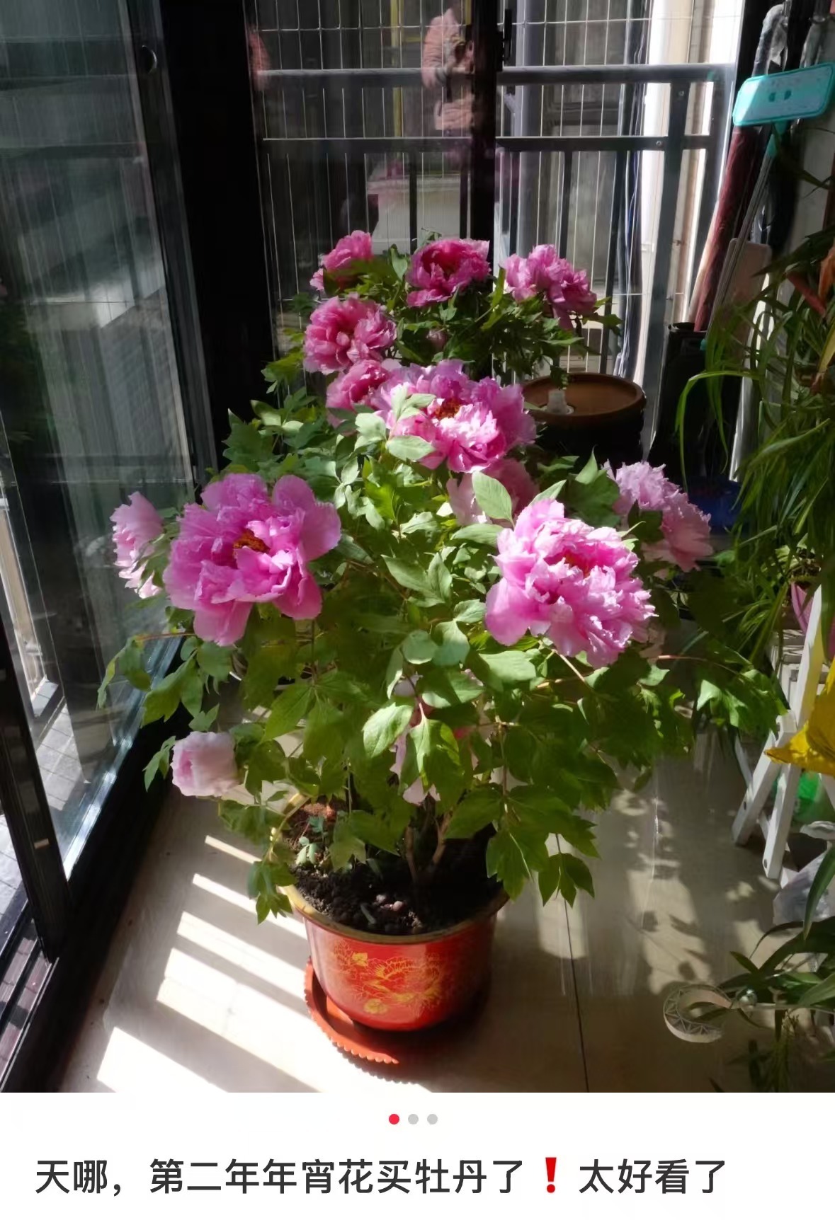 
上海儿童医院黄牛代挂号电话票贩子号贩子网上预约挂号,住院检查加快,春节遇上“国色天香” 看看年宵花里的“中式美学”