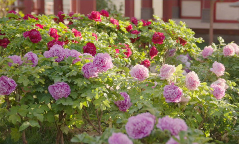 
上海儿童医院黄牛代挂号电话票贩子号贩子网上预约挂号,住院检查加快,春节遇上“国色天香” 看看年宵花里的“中式美学”